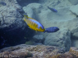 Petrotilapia flaviventris